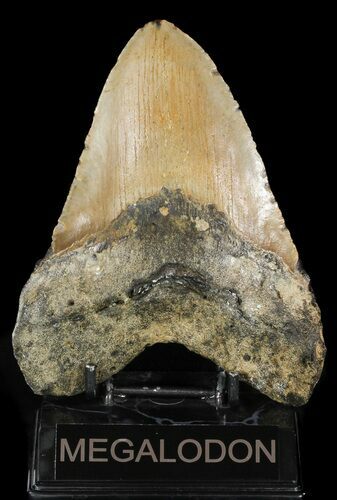 Huge, Megalodon Tooth - North Carolina #48896